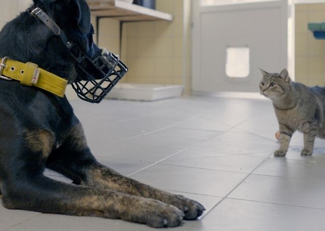 ikona-Był-sobie-Pinki